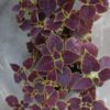 JPEG_20260602_120142_8651648200980847645-scaled.jpg Coleus