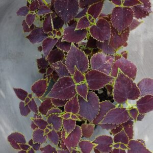 JPEG_20260602_120142_8651648200980847645-scaled.jpg Coleus
