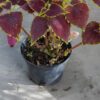 JPEG_20260602_120213_1342158497378947425-scaled.jpg Coleus