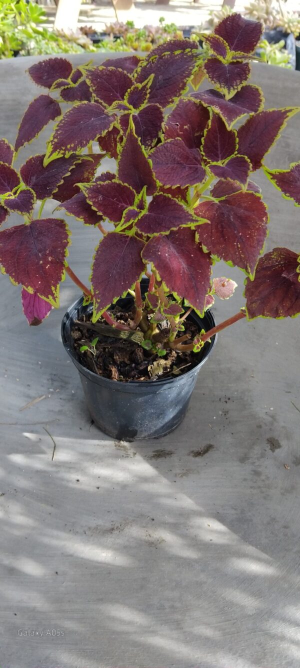 JPEG_20260602_120213_1342158497378947425-scaled.jpg Coleus