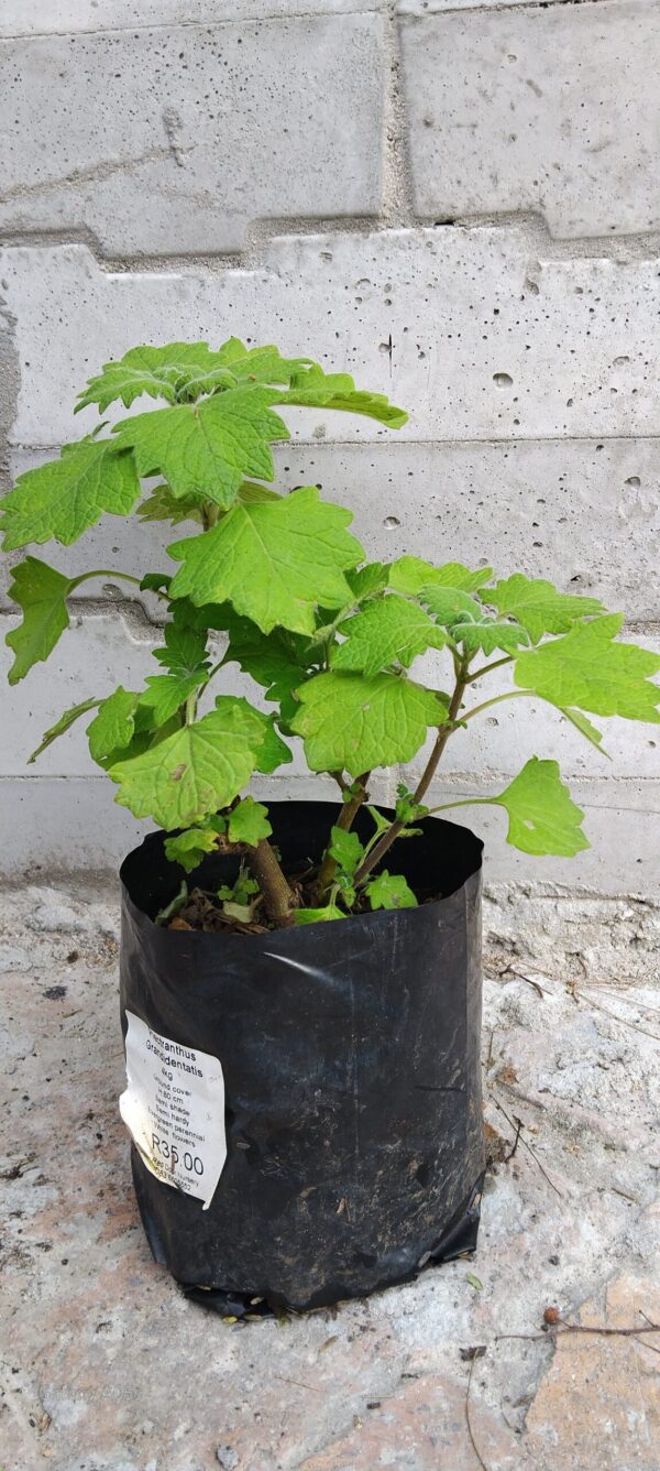 JPEG_20260602_144218_987899908430817848-scaled.jpg Plectranthus Grandidentatis