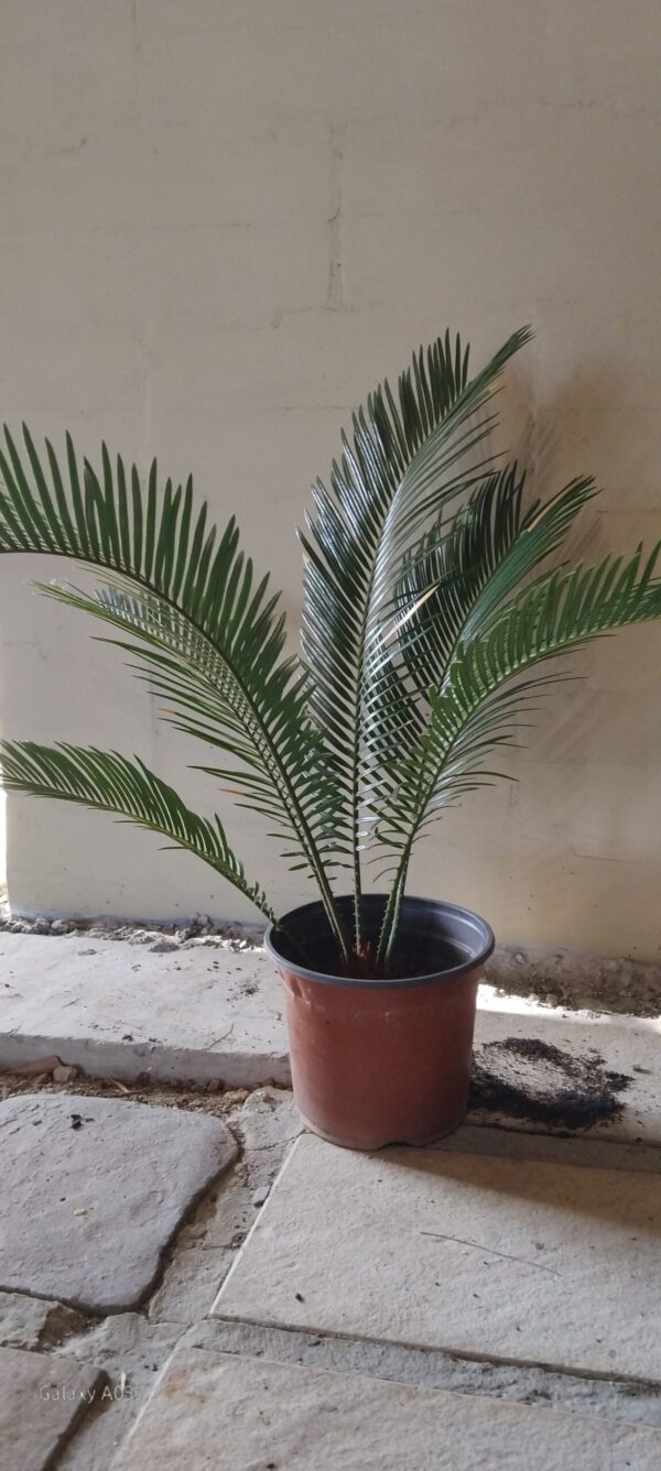 Sago Palm Small