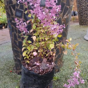 JPEG_20260608_084117_6149083598827154802-scaled.jpg Plectranthus chimanimaniensis