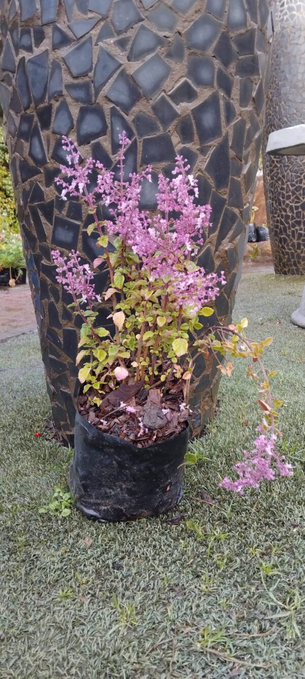 JPEG_20260608_084117_6149083598827154802-scaled.jpg Plectranthus chimanimaniensis