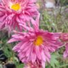 JPEG_20260608_104144_7861101141748315276-scaled.jpg Chrysanthemum pink (long stem)