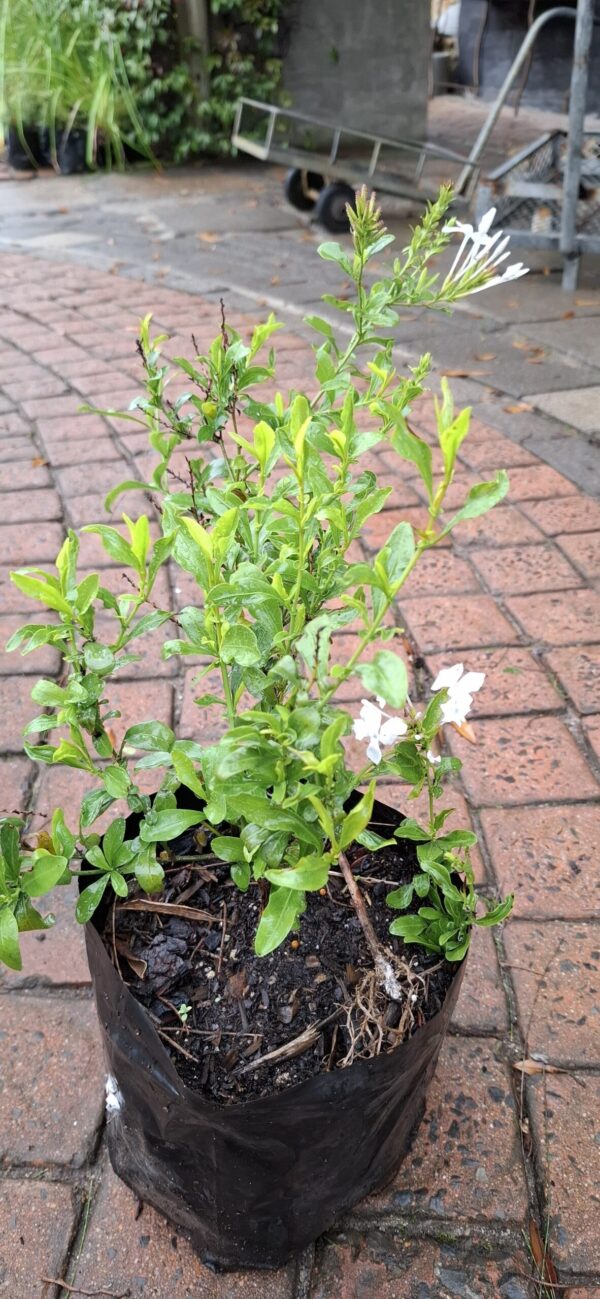 Plumbago (white)