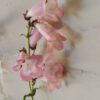 PENSTEMON - Blush Pink