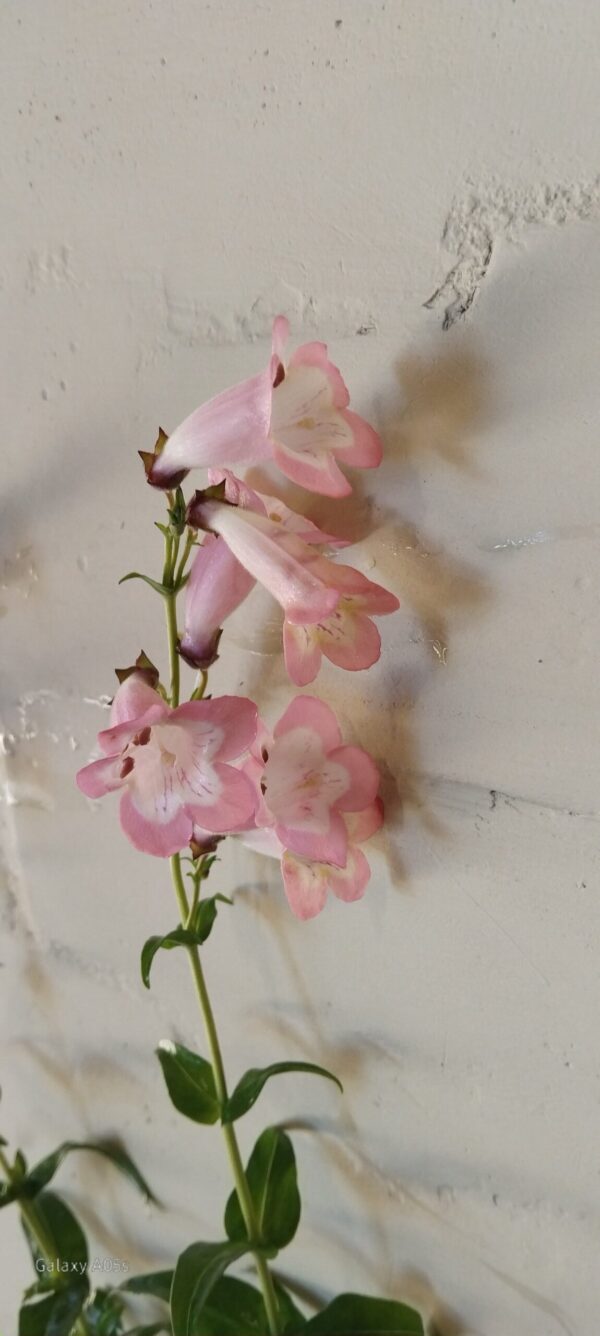 PENSTEMON - Blush Pink