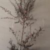 JPEG_20260609_093731_7655041730957480657-scaled.jpg LEPTOSPERMUM SCOPARIUM Tea Bush