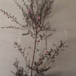 JPEG_20260609_093731_7655041730957480657-scaled.jpg LEPTOSPERMUM SCOPARIUM Tea Bush