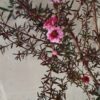 JPEG_20260609_093839_6601067239052294909-scaled.jpg LEPTOSPERMUM SCOPARIUM Tea Bush