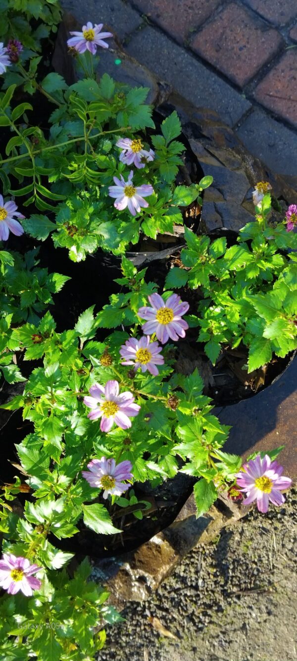 BIDENS FERULIFOLIA Pretty in Pink