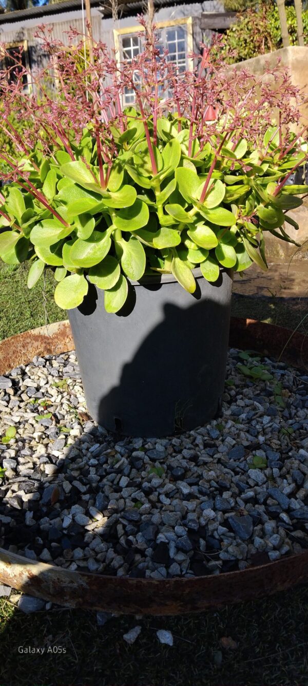 JPEG_20260609_100915_8605267285441885251-scaled.jpg Crassula Multicava