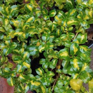 JPEG_20260611_091441_7043725350469987903-1-scaled.jpg Coprosma Repens Picturata