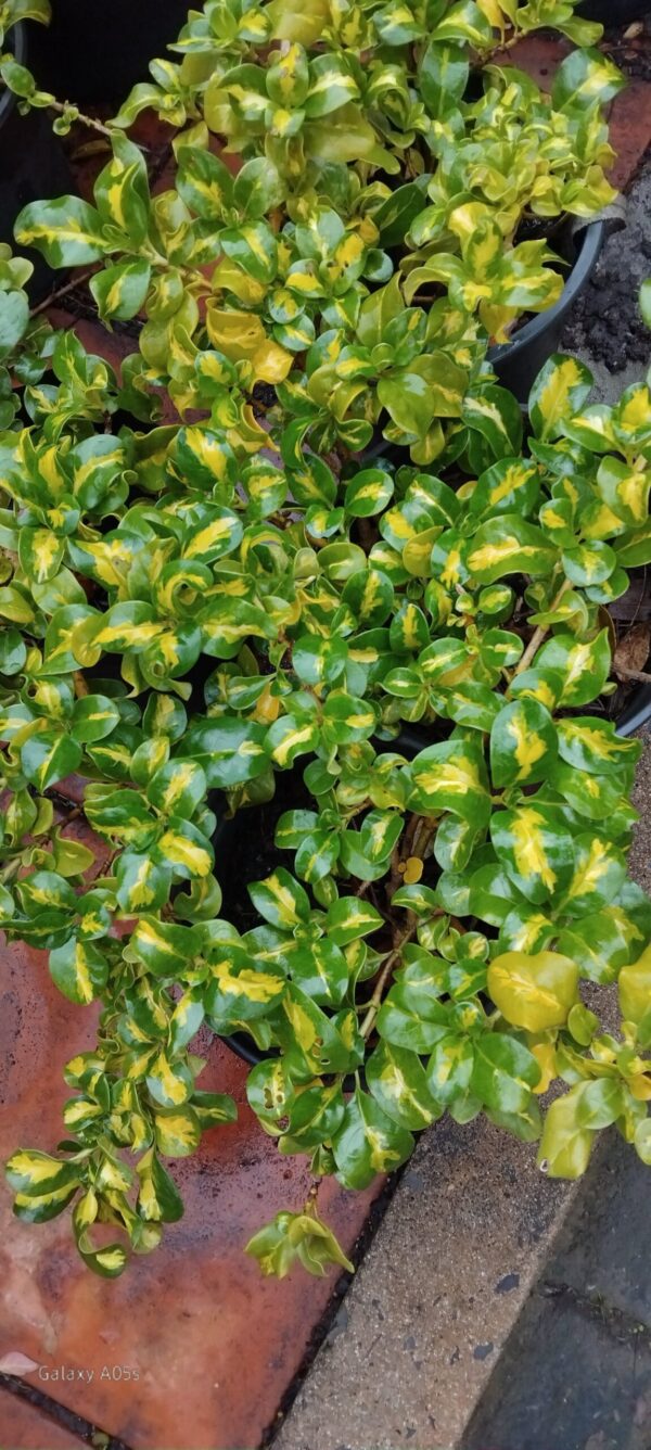 JPEG_20260611_091441_7043725350469987903-1-scaled.jpg Coprosma Repens Picturata