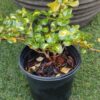 JPEG_20260611_092232_1761557597764114569-1-scaled.jpg Coprosma Repens Picturata