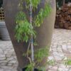JPEG_20260611_144124_3916558373729345844-scaled.jpg Pandorea Pandorana (Wonga-Wonga vine)