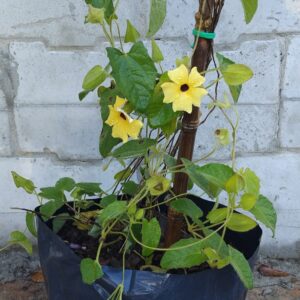 JPEG_20260615_090206_8676870262803713436-scaled.jpg Black-Eyed Susan Vine (Thunbergia alata)