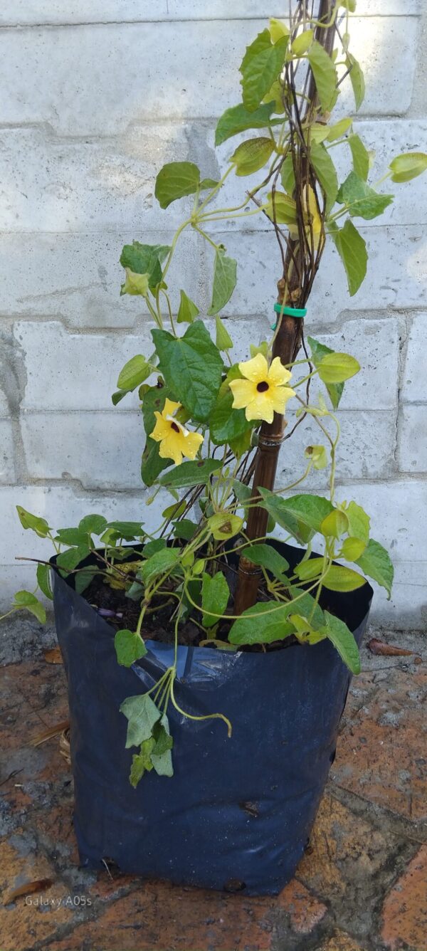 Black-Eyed Susan Vine (Thunbergia alata)