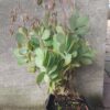 KALANCHOE FEDTSCHENKOI