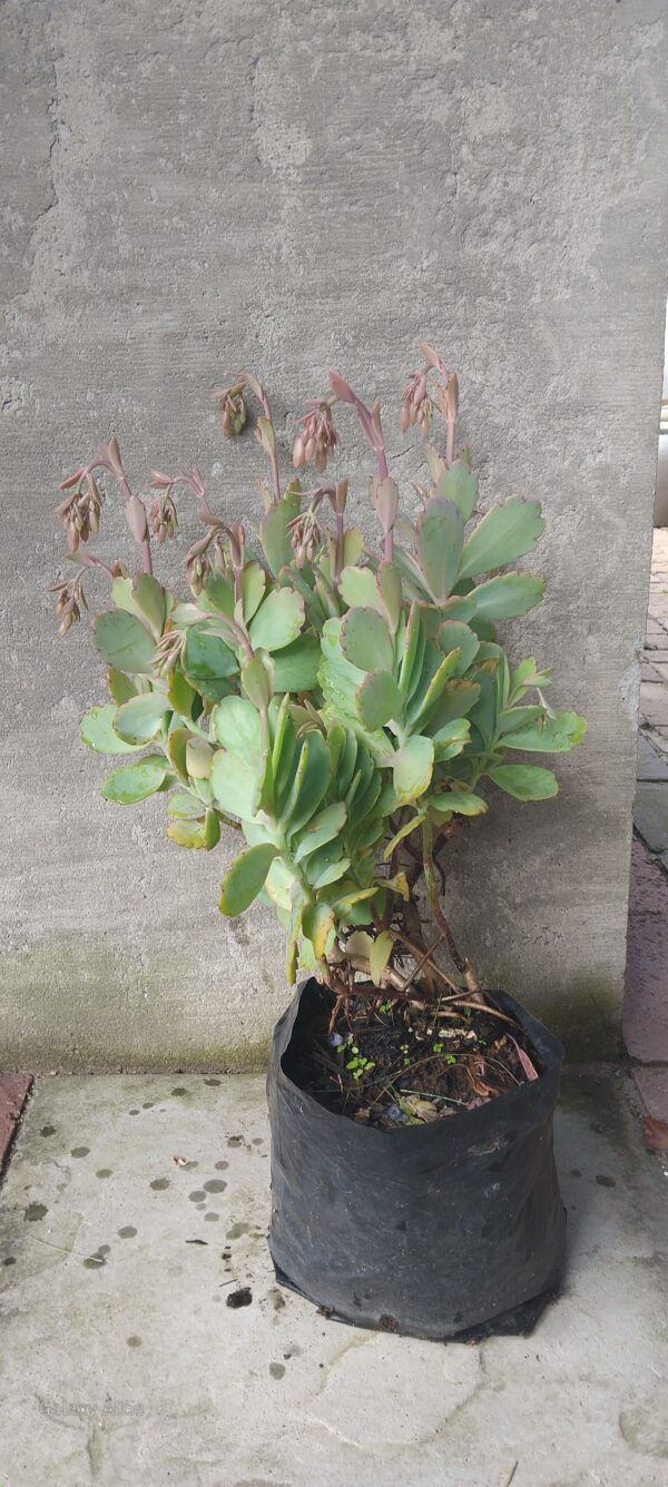 KALANCHOE FEDTSCHENKOI