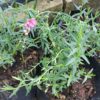 JPEG_20260627_121945_3823777337894419779-scaled.jpg Diascia Integerrima