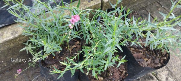 JPEG_20260627_121945_3823777337894419779-scaled.jpg Diascia Integerrima
