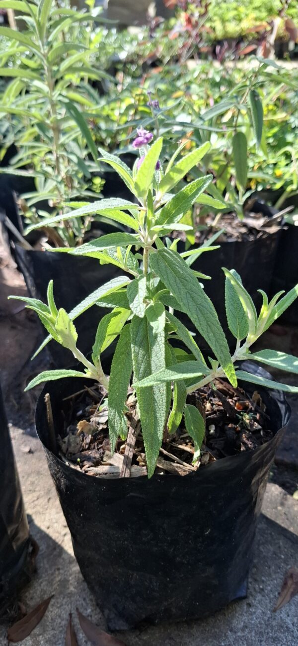 JPEG_20260630_121035_421144978533814213-scaled.jpg Salvia Leucantha Mexican Sage Dark Purple