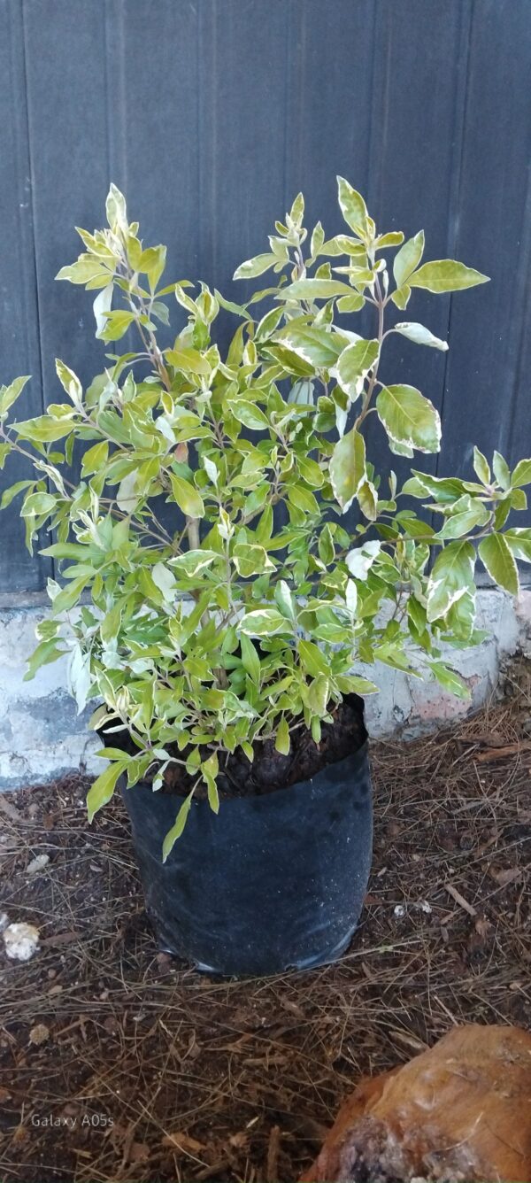 Vitex Trifolia Variegated