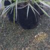 Phalaris Arundinacea (Ribbon Grass)