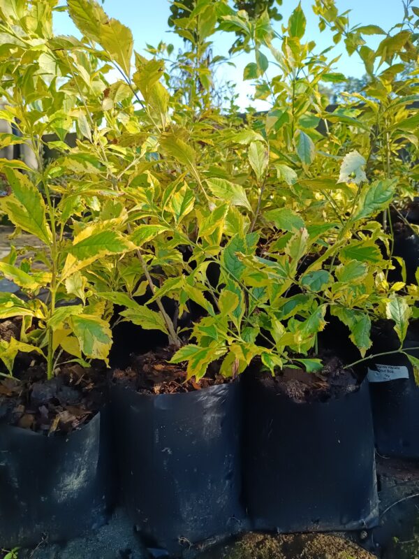 Duranta Goldmine