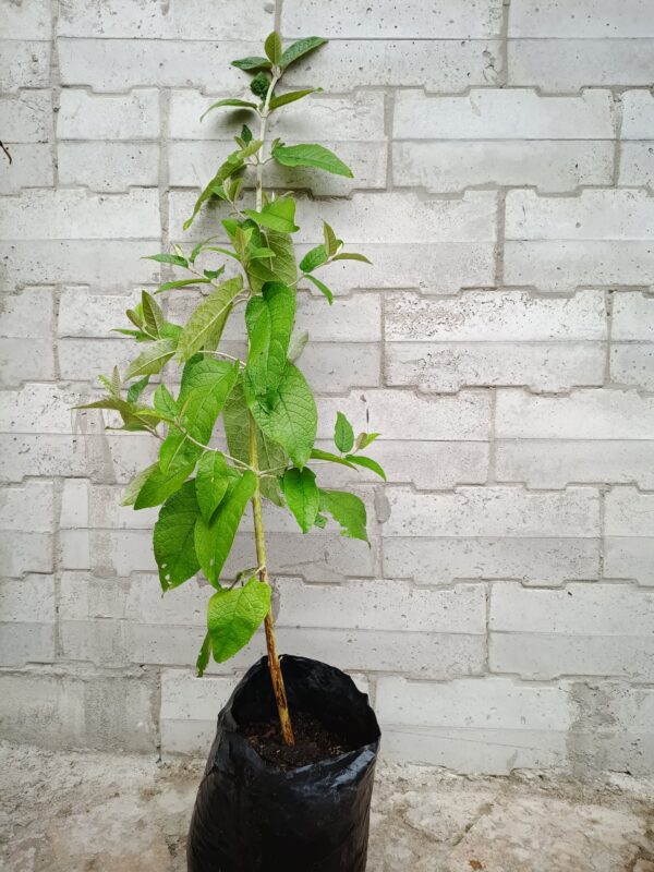 Buddleja madagascariensis