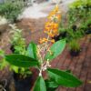 Buddleja madagascariensis