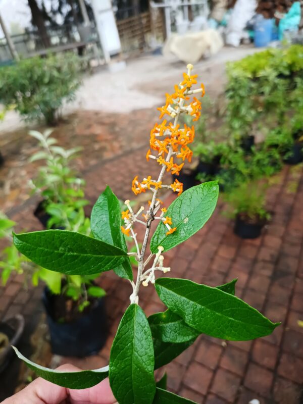 Buddleja madagascariensis