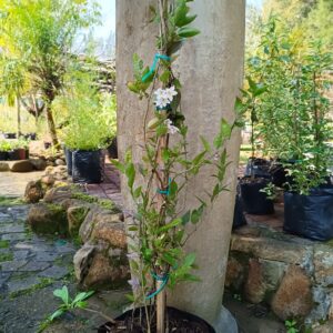 JPEG_20260804_105545_2520654489908287306-scaled.jpg Solanum Jasminoides Potato Creeper 10L