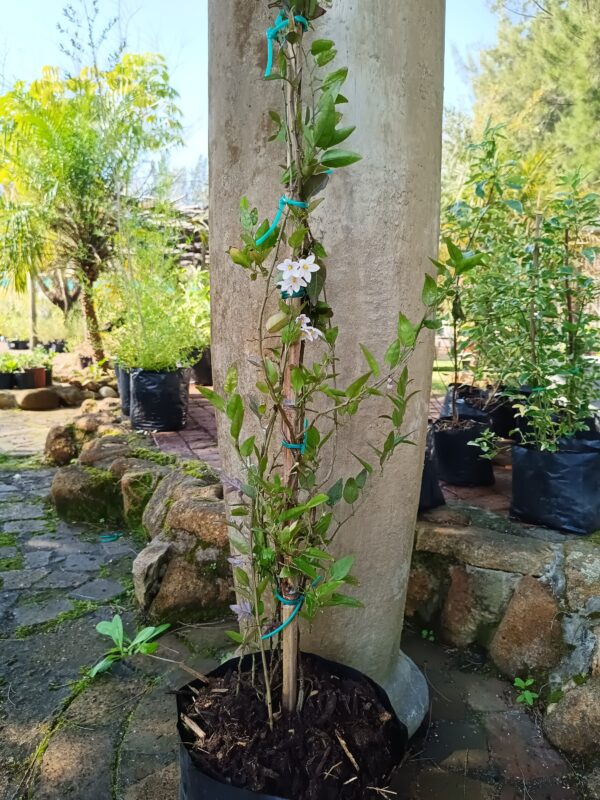 JPEG_20260804_105545_2520654489908287306-scaled.jpg Solanum Jasminoides Potato Creeper 10L