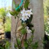 JPEG_20260804_105702_6222231466959104553-scaled.jpg Solanum Jasminoides Potato Creeper 10L