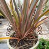 JPEG_20260805_131036_8537371960466206366-scaled.jpg Phormium Tenax Pink Stripe