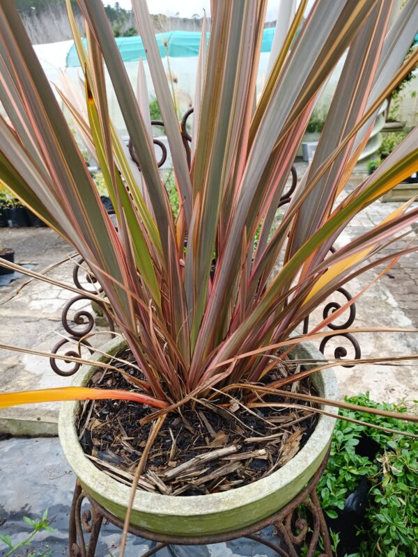 JPEG_20260805_131036_8537371960466206366-scaled.jpg Phormium Tenax Pink Stripe