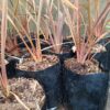 JPEG_20260805_131059_9046733582967084458-scaled.jpg Phormium Tenax Pink Stripe