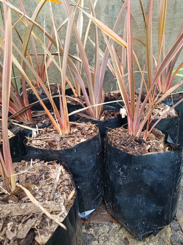 JPEG_20260805_131059_9046733582967084458-scaled.jpg Phormium Tenax Pink Stripe