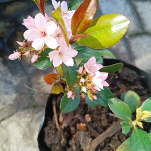 Raphiolepsis (Indian Hawthorn) 10L