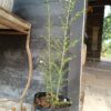 Leptospernum Scoparuim Tea Bush