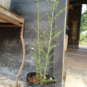 Leptospernum Scoparuim Tea Bush
