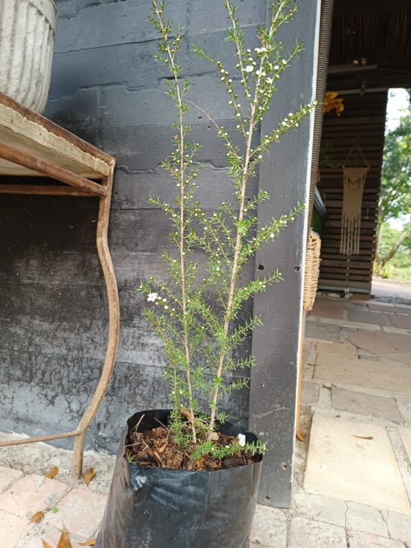 Leptospernum Scoparuim Tea Bush