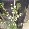 Leptospernum Scoparuim Tea Bush