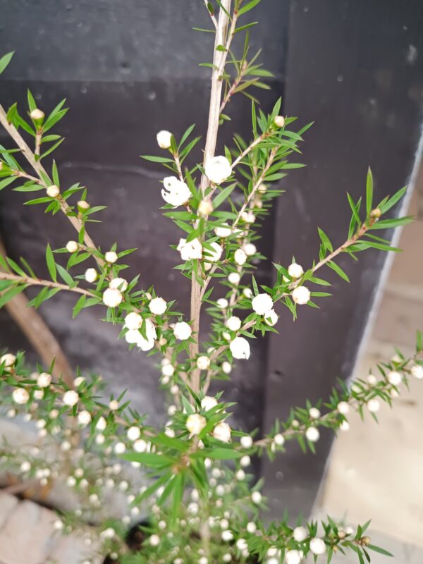 Leptospernum Scoparuim Tea Bush