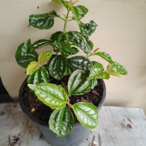 Pilea cadierei