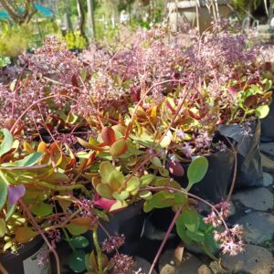 Crassula Multicava Purple