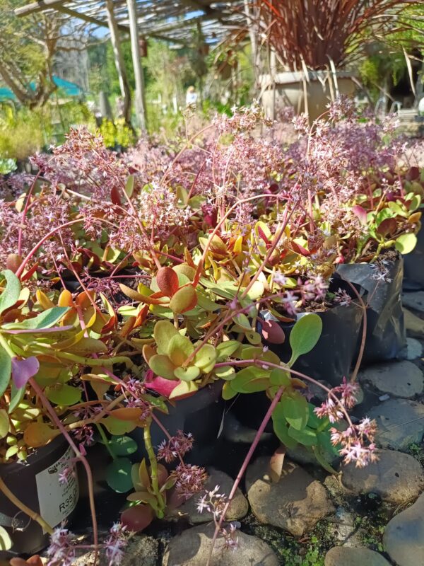 JPEG_20260908_111759_5285963482745480061-scaled.jpg Crassula Multicava Purple